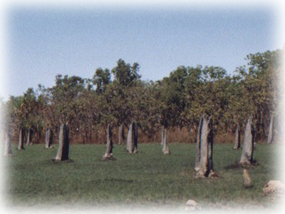 Termite-Mounds/Litchfiled NP